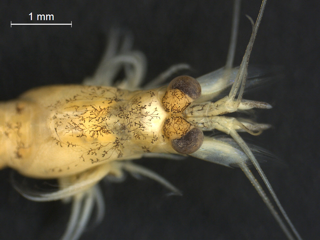 Paramysis intermedia